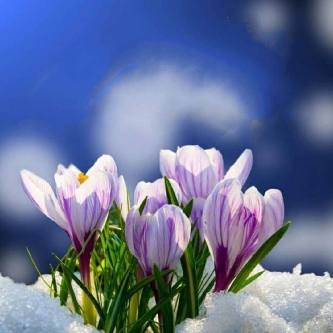 WINTER GARDEN Yarn + Pattern only Lanivendole